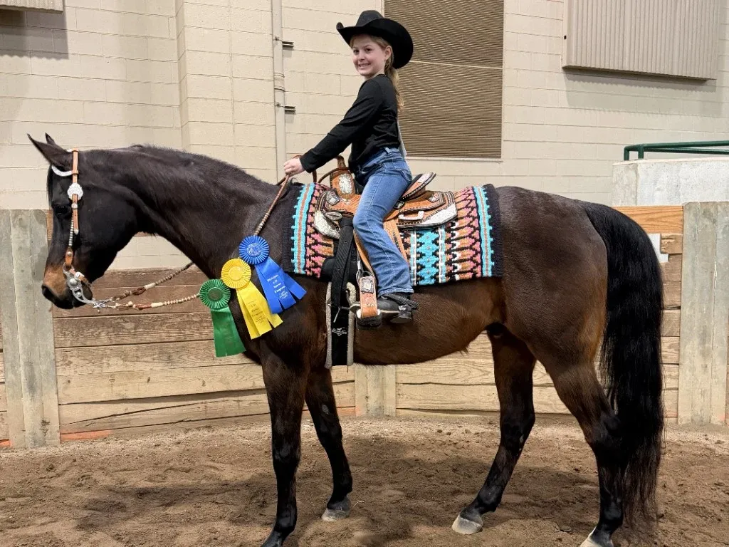 Artie, a relaxed half-Arabian lesson horse used for western riding at MSB Riding Academy