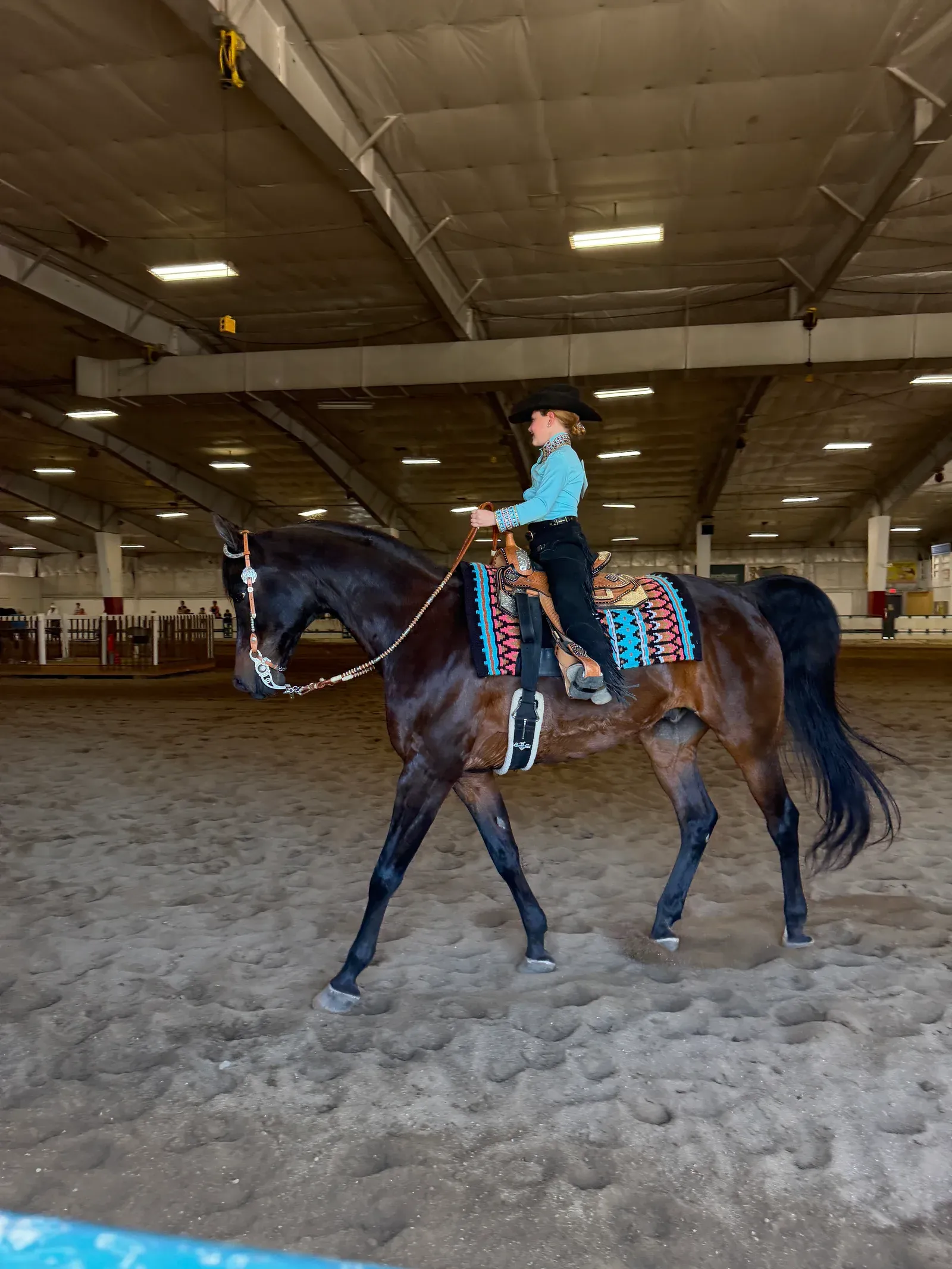 Artie, a relaxed half-Arabian lesson horse used for western riding at MSB Riding Academy