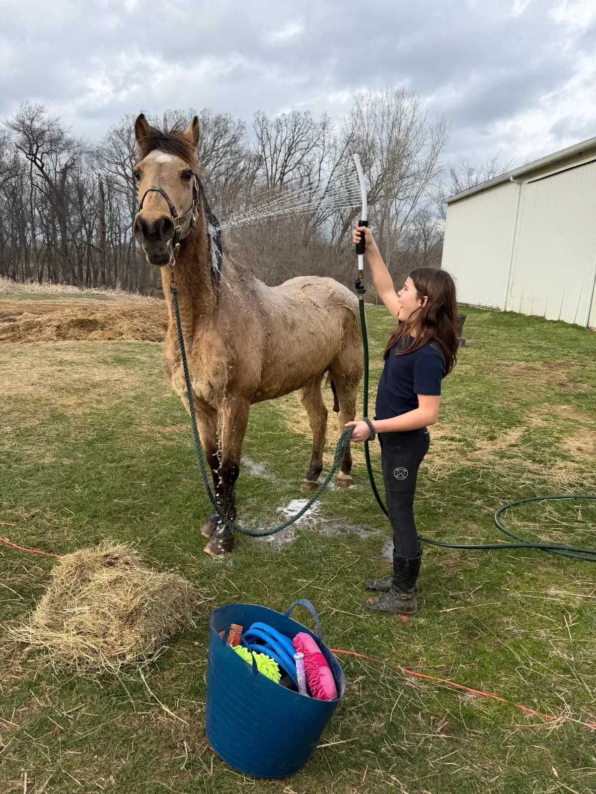 Legacy, an older half-Arabian lesson horse at MSB Riding Academy in Howell, Michigan