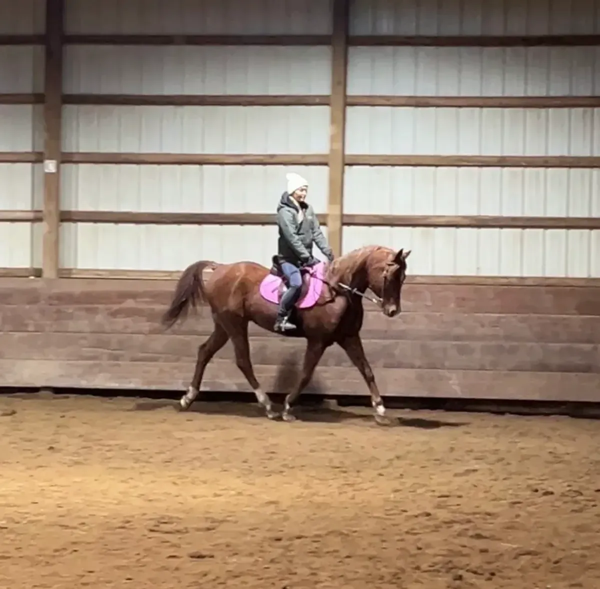 Zenzo, a purebred Arabian lesson horse specializing in huntseat pleasure at MSB Riding Academy