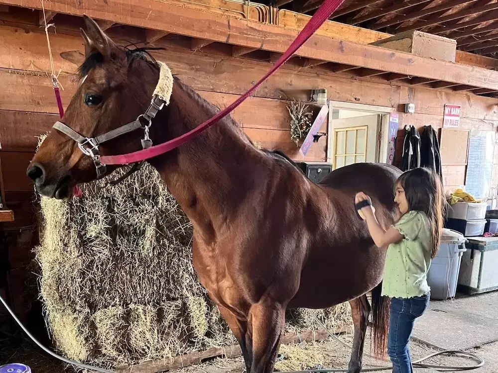 Emerald, Arabian mare used for beginner riding lessons at MSB Riding Academy in Howell, Michigan