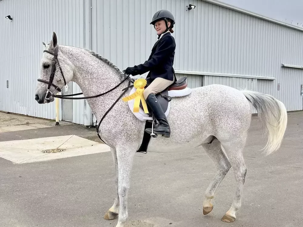 Steppin, Arabian gelding for English and western riding lessons at MSB Riding Academy