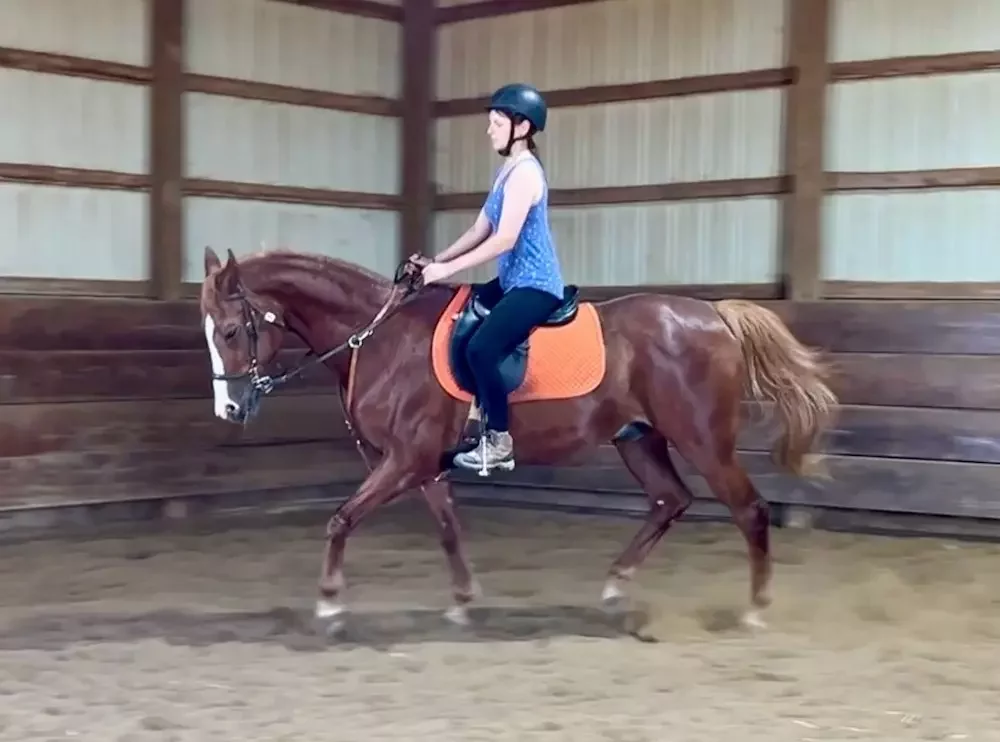 Whoz, Half-Arabian Saddlebred gelding used for English and saddleseat lessons at MSB Riding Academy